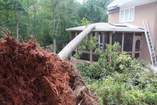 Uprooted tree lying across a screened porch